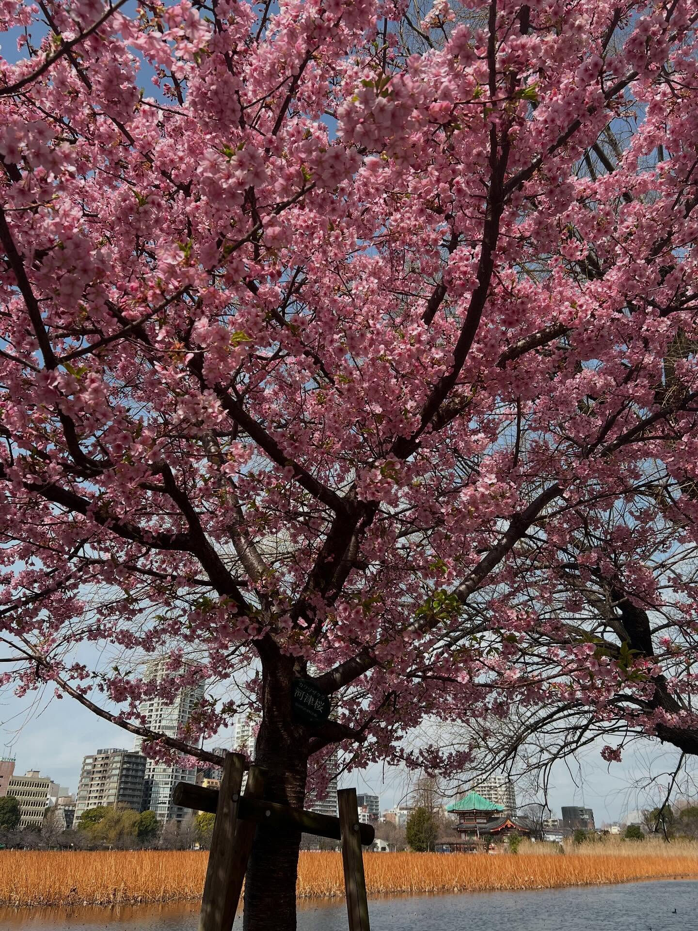 Winter is gone Spring has come